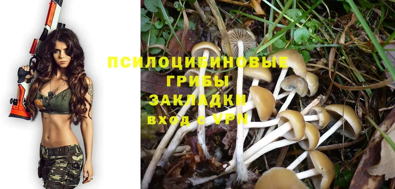 Галлюциногенные грибы Cubensis  Берёзовский 